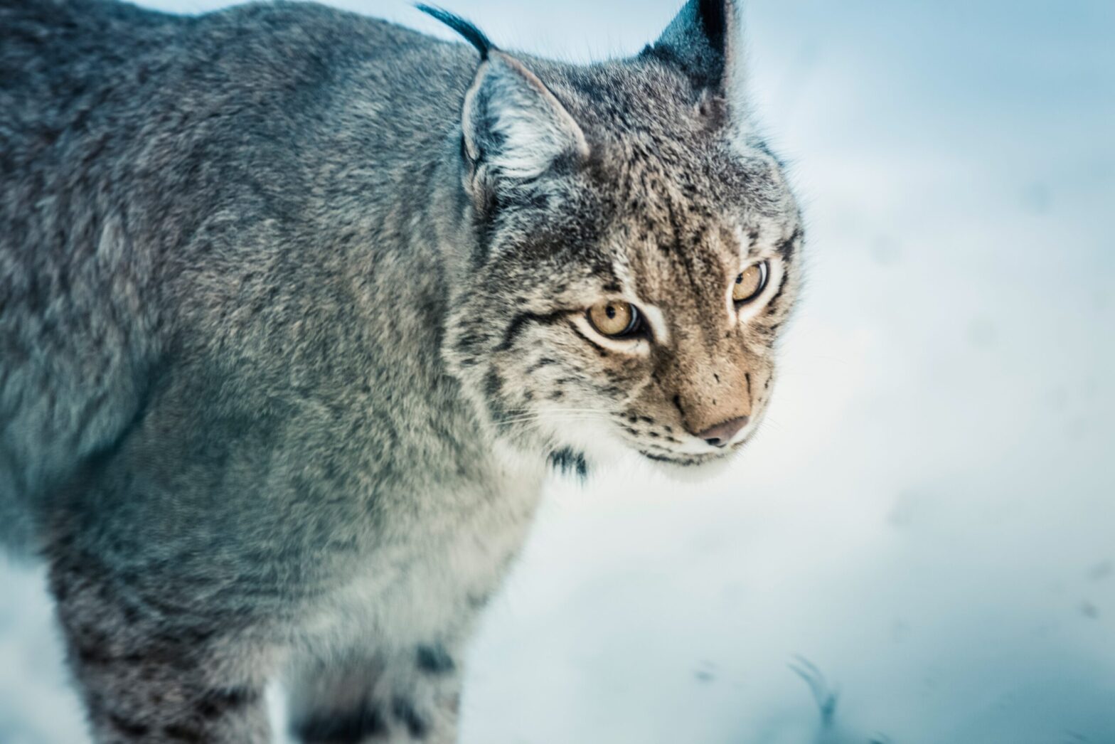 ilves-lynx-lynx