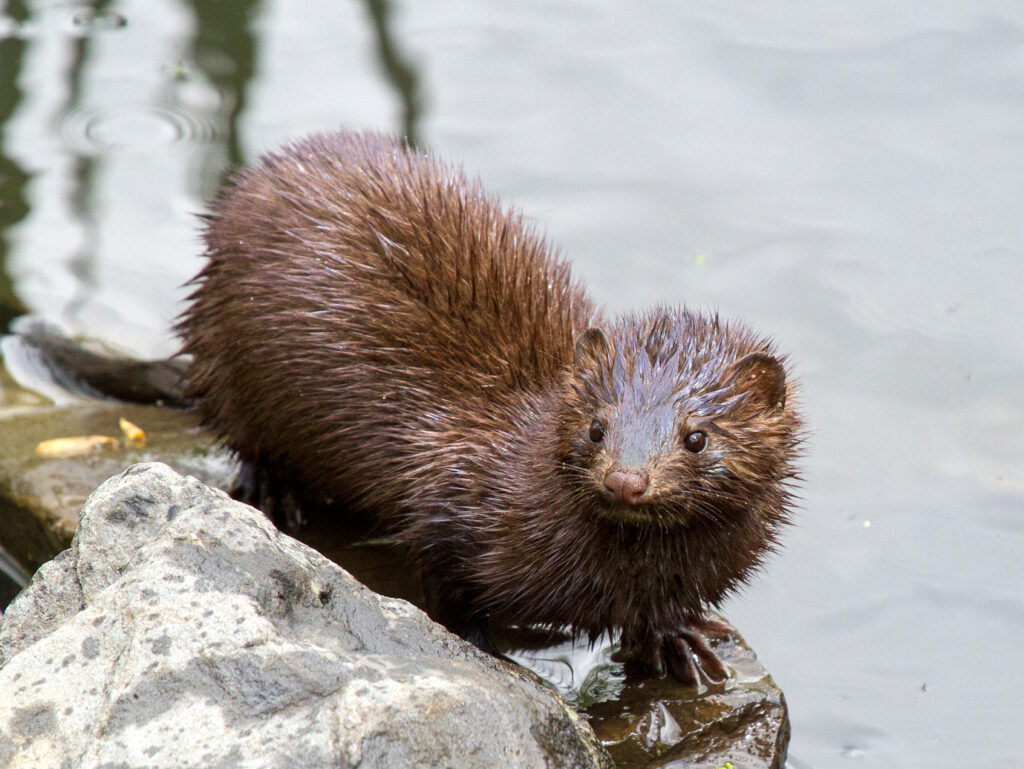 Mink. Autor: Needsmoreritalin (Wikipeida kasutaja)